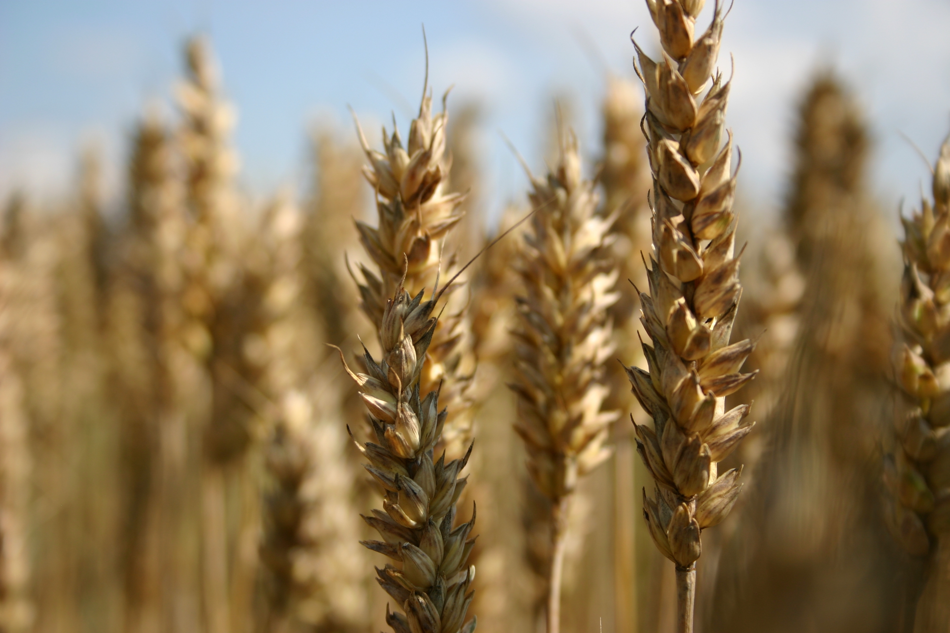 Danish wheat must be made resilient more
