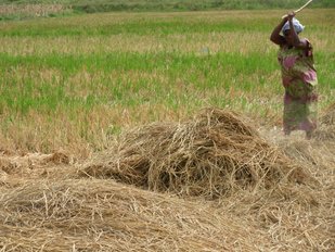 Biochar and water to solve problems in West Africa