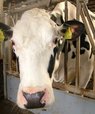 [Translate to English:] Hvad er konsekvensen for koens energi- og næringsstofforsyning, når metanproduktionen går ned? Det skal AU forskere finde svar på i et nyt fodringsforsøg. Foto: Linda S. Sørensen.