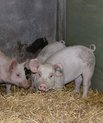 Økologiske grise i fodringsforsøg på AU Foulum. Arkivfoto: Linda S. Sørensen.