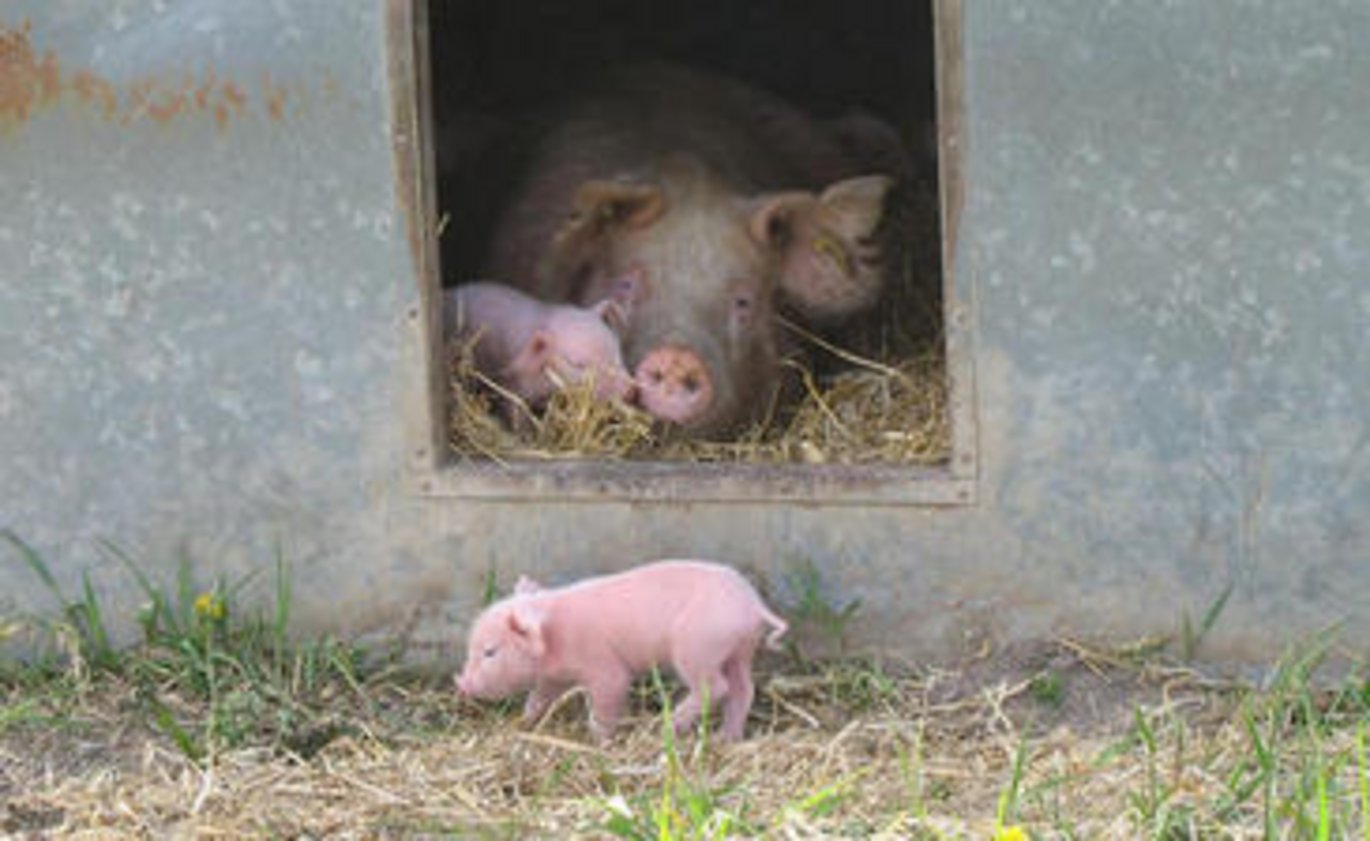 Billedtekst: Livet gøres nemmere for producenter af frilandsgrise med en manual, der viser vej til, hvordan man kan reducere pattegrisedødeligheden. Foto: Lene Egelund