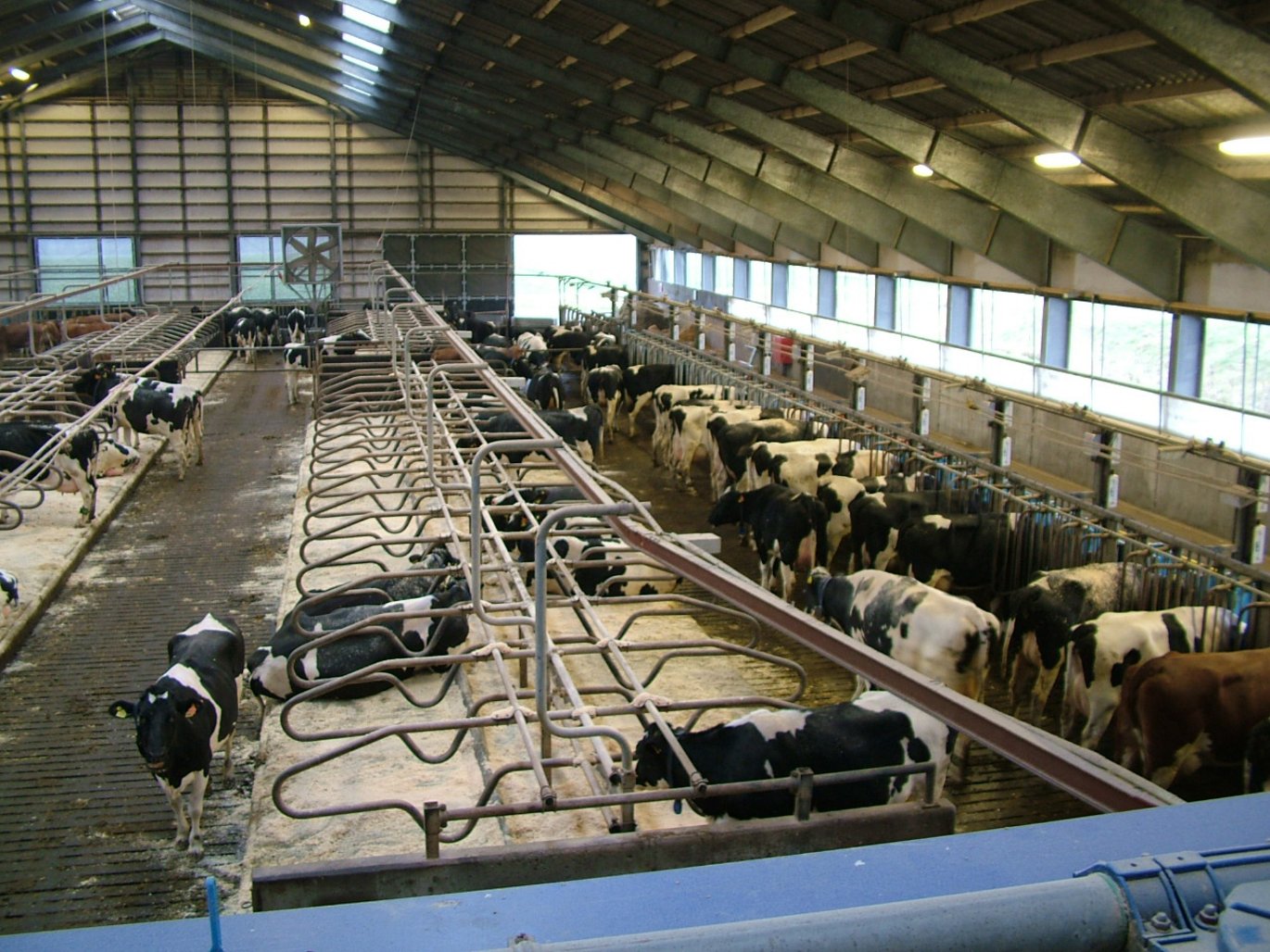 [Translate to English:] AU forskere deltager i et nyt projekt, som skal udvikle en praksis-anvendelig metode til at indsamle foderdata på den enkelte ko ude i kvægbesætningerne. Arkivfoto: Danmarks Kvægforskningscenter.