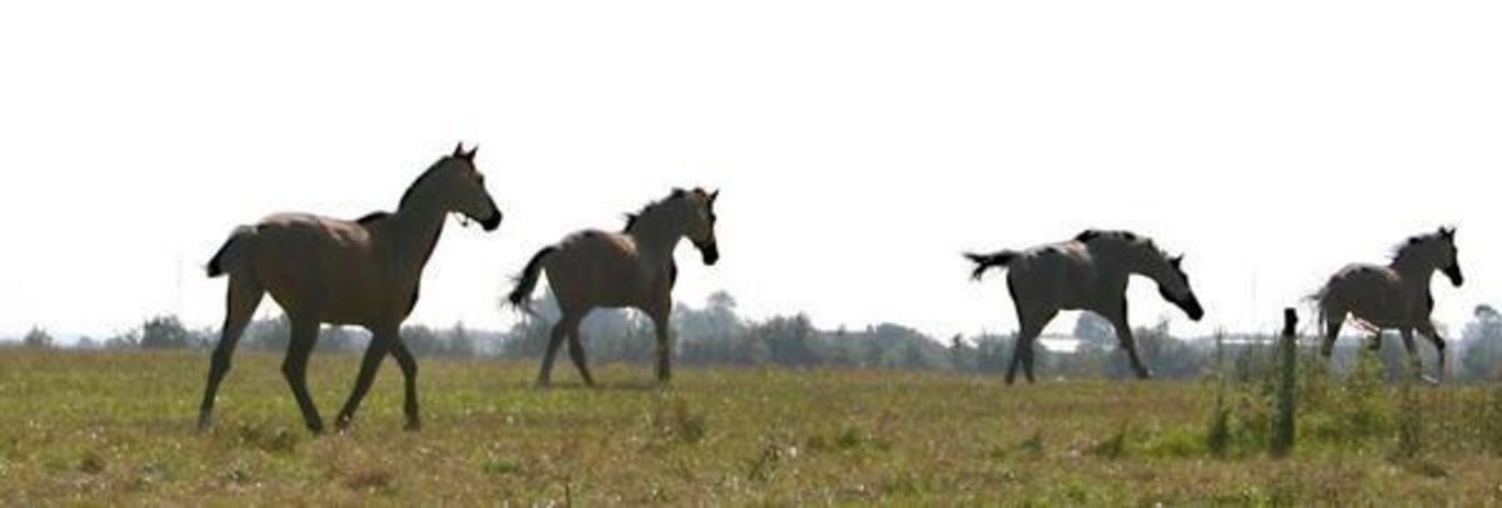 På Det Jordbrugsvidenskabelige Fakultet forskes i adfærd og stress og heste. 27. marts var der på Forskningscenter Foulum et stort temamøde om fodring, stress og mavesår hos heste. Der er nu udarbejdet en rapport på baggrund af de faglige indlæg ved temam