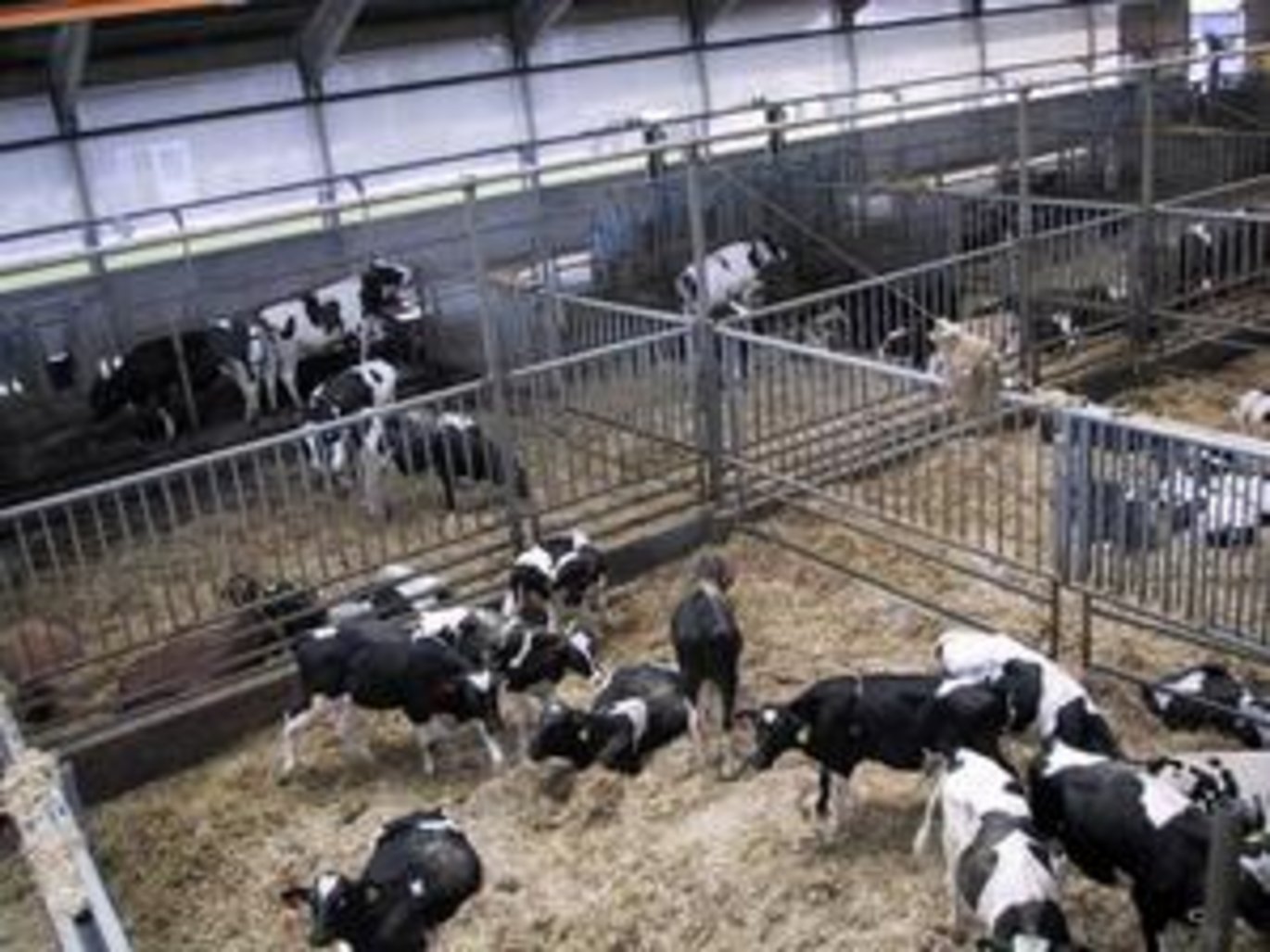 Det Jordbrugsvidenskabelige Fakultet inviterer til et temamøde vedrørende sundhed, ernæring og velfærd hos slagtekalve. Foto: DJF