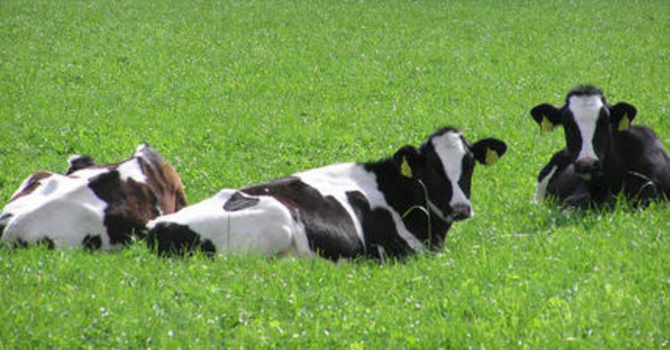 Interessen for at deltage på et af de første ph.d.-kurser fra Det Jordbrugsvidenskabelige Fakultet er så stor, at det har været nødvendigt at afvise flere interesserede. Foto: DJF