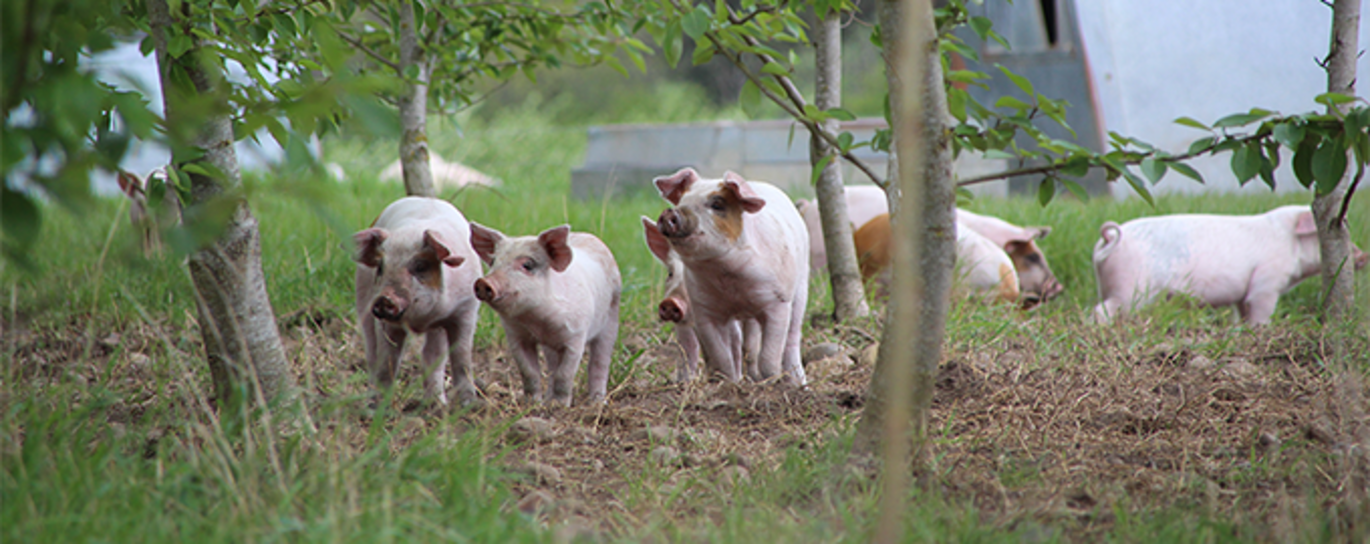 Der er generel enighed om, at der er en række fordele forbundet med et kombinere produktion af grise og træbiomasse. Foto: Marianne Hestbjerg