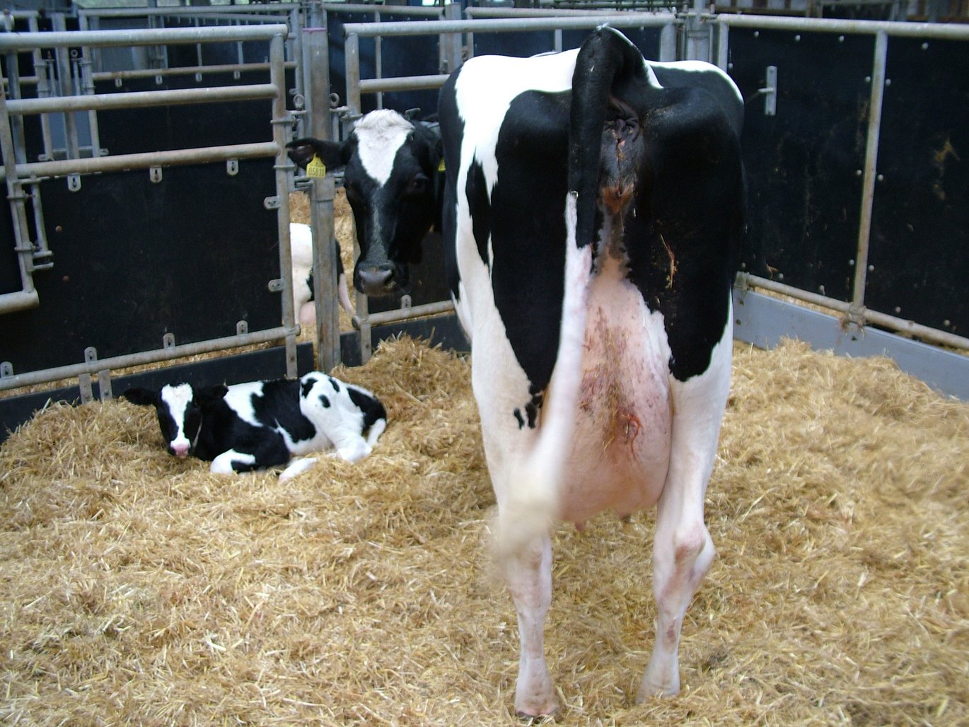 Ko og kalv i boks med dybstrøelse. Foto: Linda S. Sørensen Ko og kalv i boks med dybstrøelse. Foto: Linda S. Sørensen