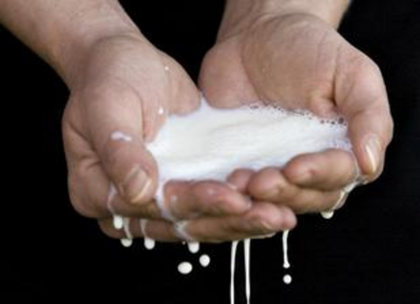 Økologisk mælk fra forsøg i kvægstaldene bliver brugt til andre forsøg, der vedrører sundhed, sygdom og smag. Foto: Flemming Nielsen