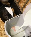 Forskere ved Aarhus Universitet har gennemført fodringsforsøg med tangpulver i mælken til kalve. Foto: Linda S. Sørensen.