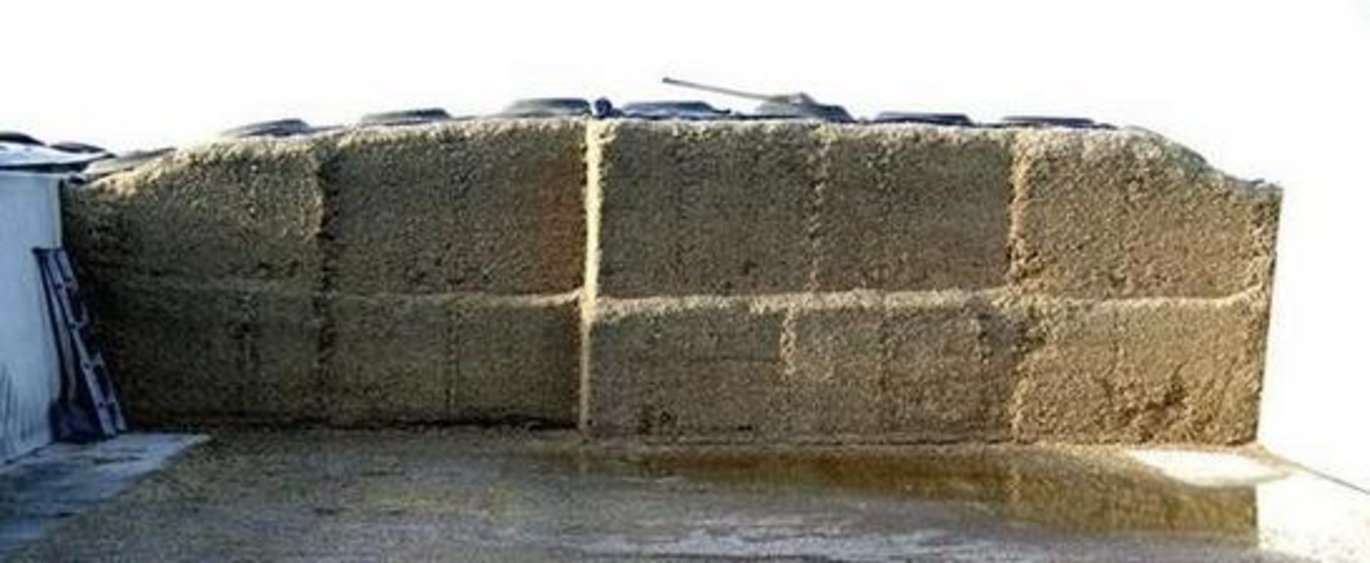 Majshelsædensilage får en bedre holdbarhed, når der tilsættes det korrekte ensileringsmiddel. Foto: Torkild Nyholm Jakobsen