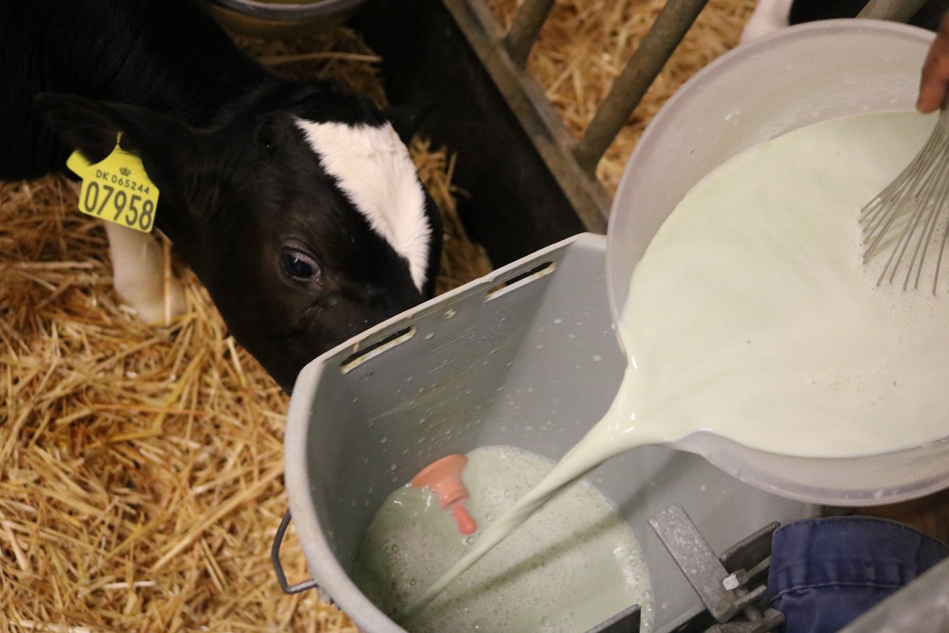 Kalvene får mælk med tangpulver i to gange dagligt. Foto: Milani Bhagya Samarasinghe