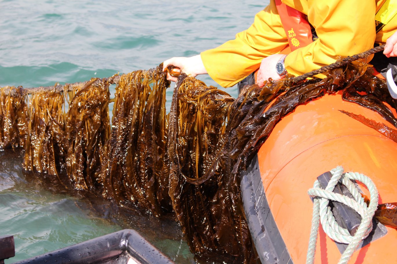 [Translate to English:] Vingetang (Alaria esculenta) fra Lofoten. Foto: Lofoten Blue Harvest.