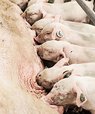 Antallet af fødte grise per år er i perioden 2011 til 2017 steget fra 39,4 millioner grise til 43,2 millioner grise. Foto: Jesper Rais, AU Foto