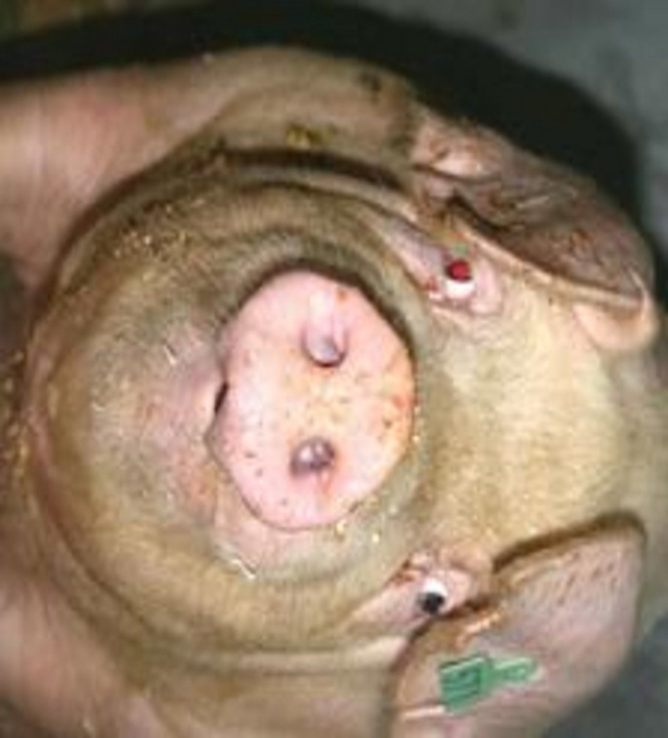 Selv grise, der i generationer er avlet til at holde den slanke linie, kan få dobbelthager og deller, når de får lov til at æde så meget, som de har lyst til. Foto: Janne Hansen