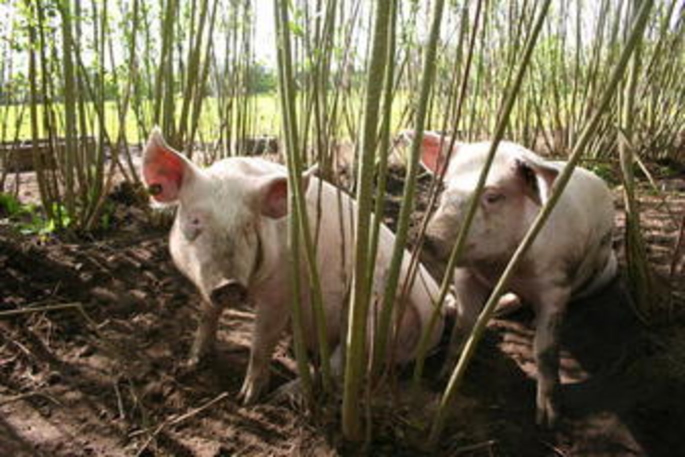 Institut for Husdyrbiologi og -sundhed er det nye institutnavn på DJF. Foto: Janne Hansen