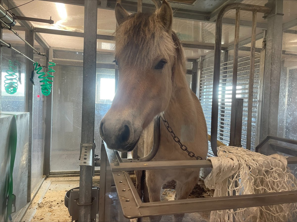 Fjord horse in respiratory chamber at DKC. The researchers have focused a lot on training and adaptation to the chambers before the beginning of the experiment. Photo: Rikke Hald Jensen.