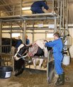 Én af DKC's køer gøres klar til infusion med sporstof. Koen vil efterfølgende producere mælk med "mærket" protein. Foto: Linda S. Sørensen
