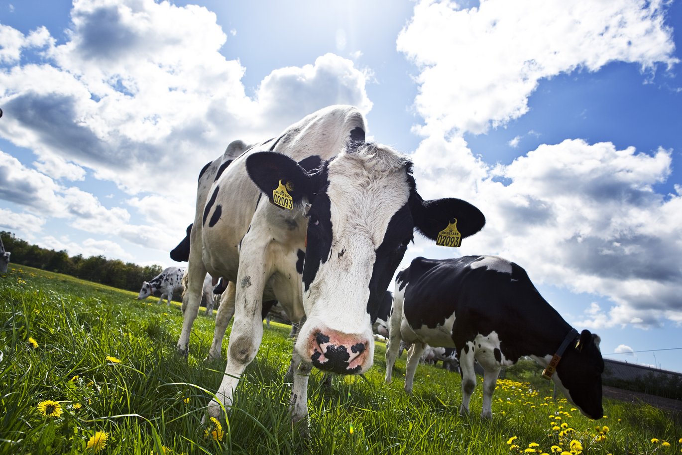 Kobøvsernes indhold af methan kan nedsættes samtidig med at køernes foderudnyttelse forbedres via målrettet avlsarbejde. Foto: Jesper Rais