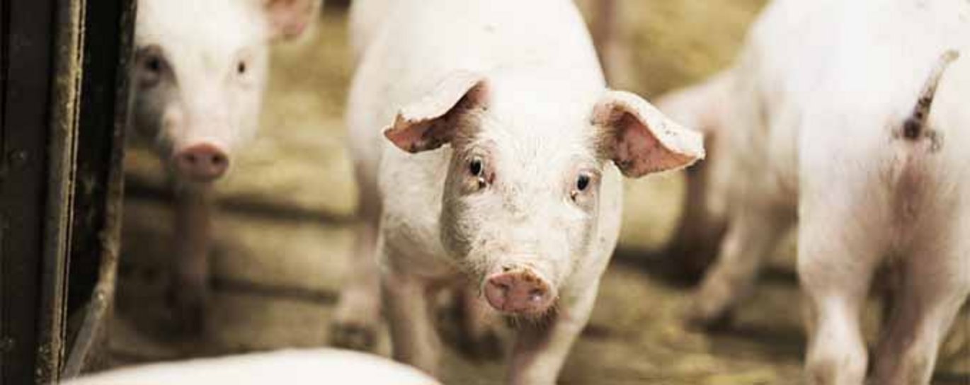 En af hensigter med projektet har været at udvikle en grisemodel med metaboliske anormaliteter svarende til det, man ser hos mennesker. Foto: Jesper Rais, AU Foto