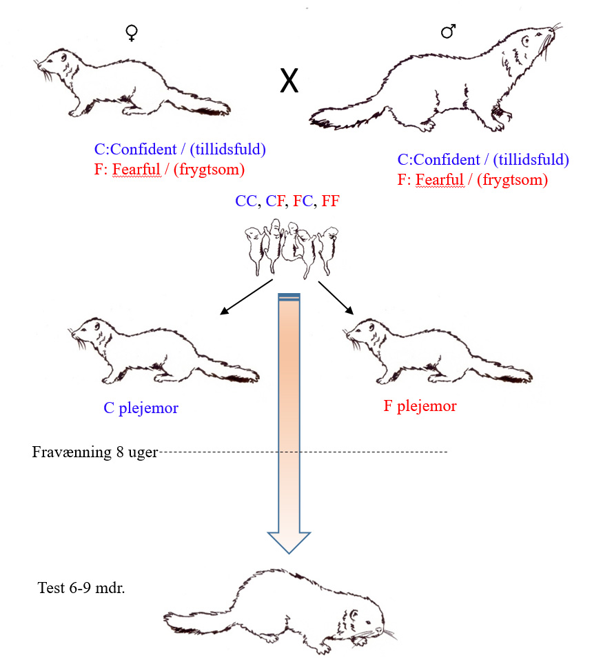 Figur viser alle kombinationer af krydsavlede mink mellem hanner og hunner fra linjer af tillidsfulde/nysgerrige (Confident=C) og frygtsomme (Fearful=F) mink. 