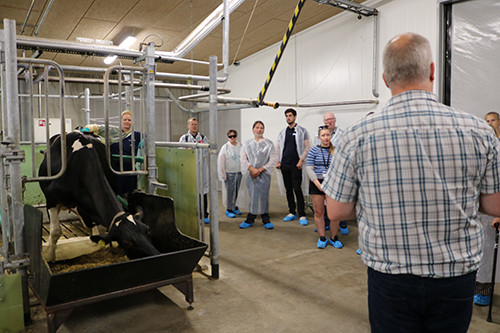 Professor Peter Lund viser rundt i intensivstalden med specialdesignede bokse til fistulerede køer. Foto: Linda S. Sørensen. 