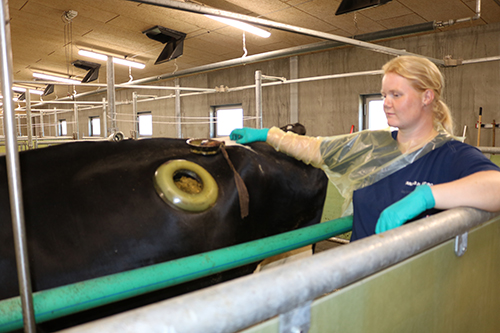 Forsøgsmedarbejder Tanja Andersen står her ved én af de vom-fistulerede køer. Foto: Linda S. Sørensen.