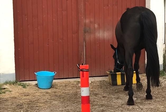 Hest spiser foder af den ene af to spande i en såkaldt diskriminationstest.