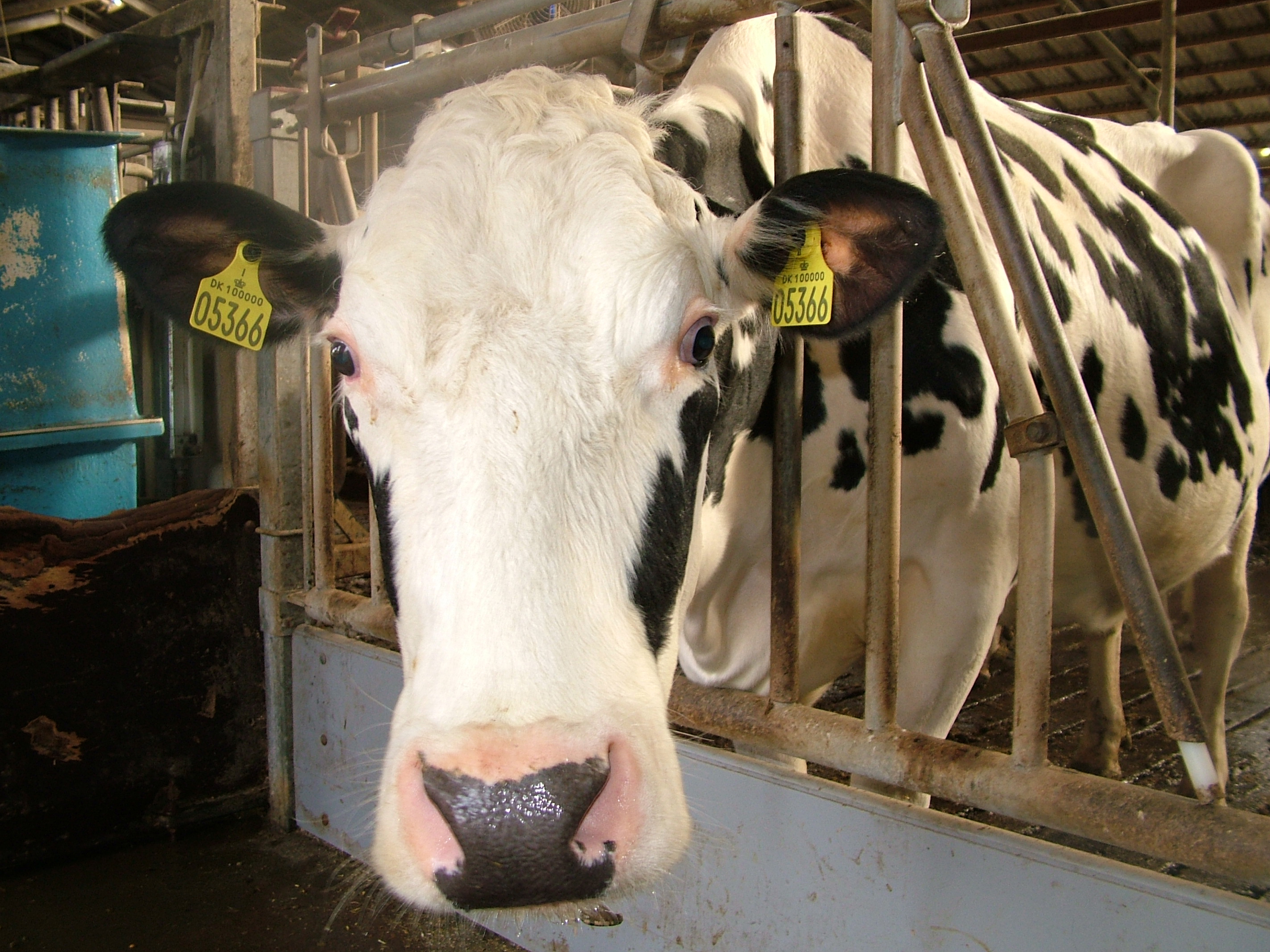 [Translate to English:] Hvad er konsekvensen for koens energi- og næringsstofforsyning, når metanproduktionen går ned? Det skal AU forskere finde svar på i et nyt fodringsforsøg. Foto: Linda S. Sørensen.