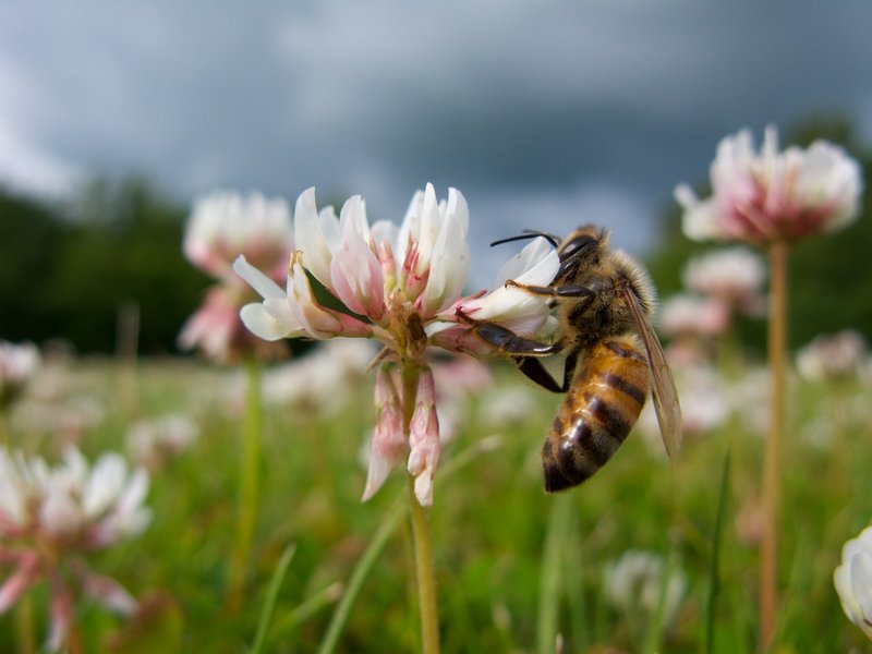 I en redegørelse konkluderer forskere, at det ikke er sandsynligt, at honningbier i deres nuværende tæthed og fordeling skulle udgøre en generel fare for vilde bier i Danmark. Foto: Per Kryger