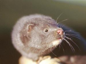 Forsøg og erfaring viser, at mink sagtens kan leve godt i moderne pelsdyrproduktion. Foto: DJF