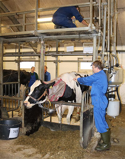 Én af DKC's køer gøres klar til infusion med sporstof. Koen vil efterfølgende producere mælk med "mærket" protein. Foto: Linda S. Sørensen